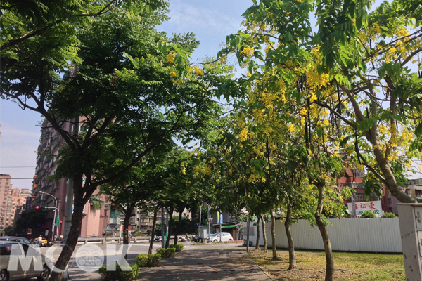 中和泰隆公園的黃金雨大道。（圖片來源／新北市政府農業局）