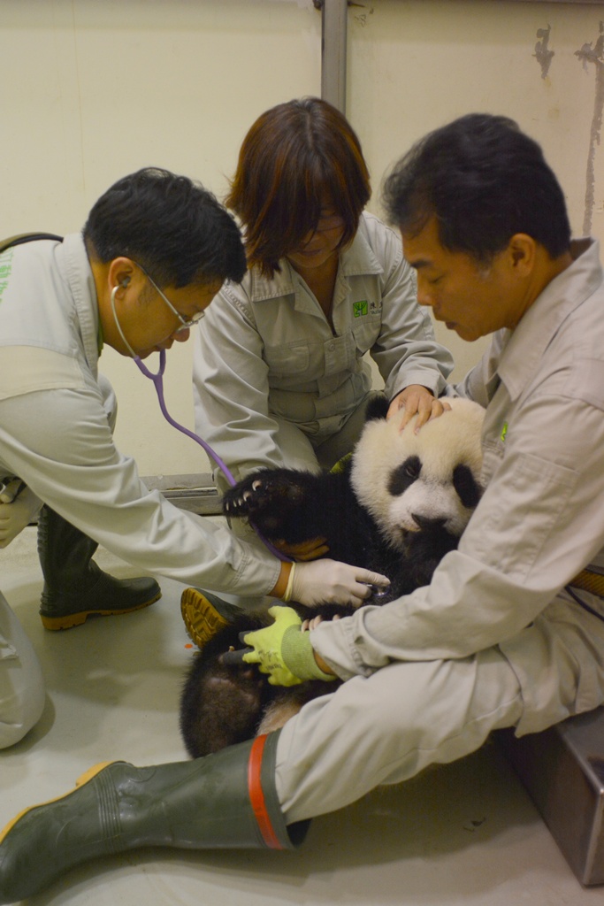 台北市立動物園正幫圓仔進行健康檢查。（圖片來源／台北市立動物園）