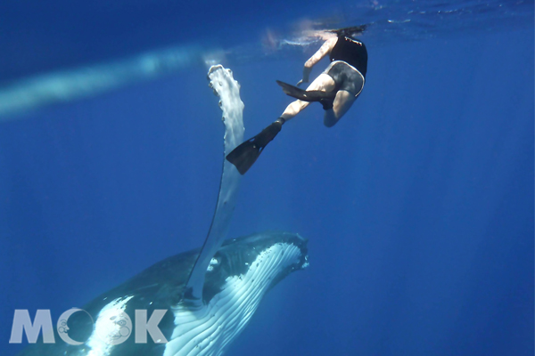 與座頭鯨共游是一項讓人終生難忘的體驗（圖片提供／澳洲昆士蘭州旅遊暨活動推廣局）