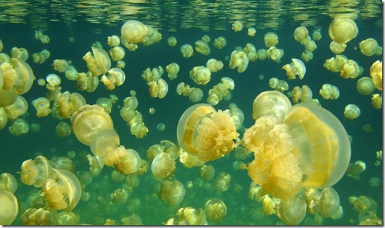 帛琉水母湖因特殊生態景觀，甫被選為世界最特殊湖泊之一。(圖片來源／Free Travel Talk）