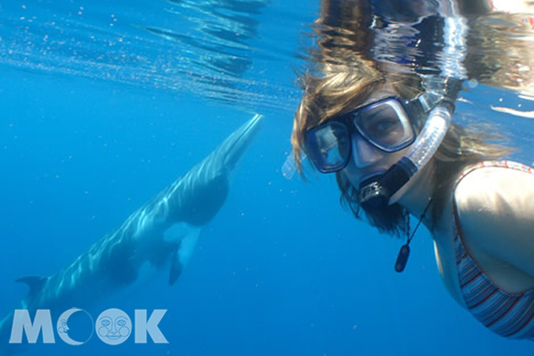 來到在湛藍的昆士蘭海域，有機會可以體驗和鯨魚一起潛水！（圖片提供／澳洲昆士蘭州旅遊暨活動推廣局）