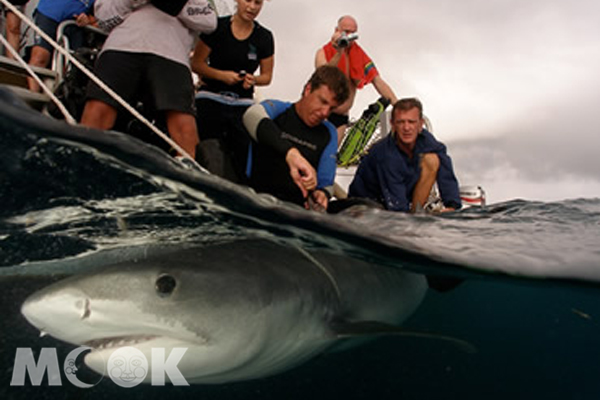 昆士蘭一向相當重視海底保育維護，圖為虎鯊遠北方研究中心正進行虎鯊追蹤調查。(圖片提供／昆士蘭旅遊局）