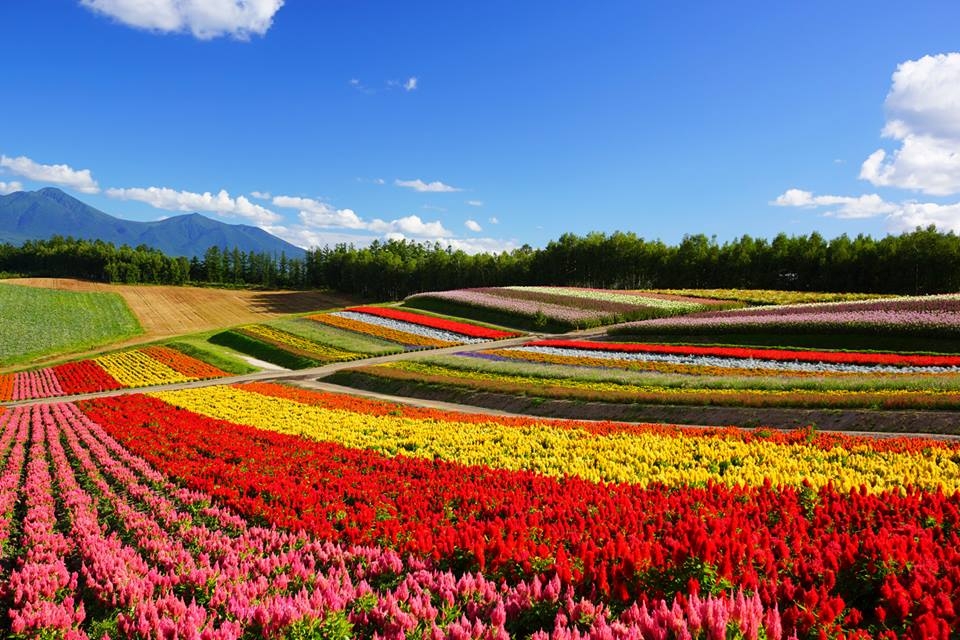 四季彩之丘從春季到秋季皆有不同花朵綻放，讓大片山丘都染上不同色彩。(圖片來源／hokkaidolikers）