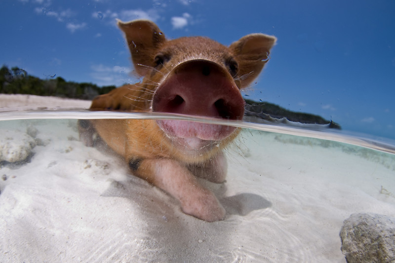 巴哈馬豬島，上頭的小豬游泳的樣子，十分吸睛可愛。 (圖片來源/underwa.ter）