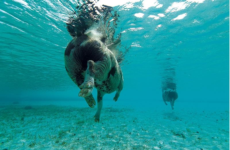來到豬島可以感受和小豬一起在水裡游泳的有趣體驗(攝影/ Roberto Muñoz）