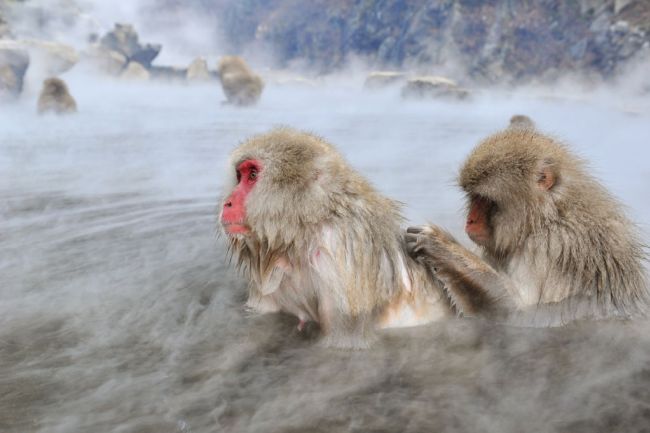 不時可以看到猴子一起泡著溫泉共享天倫樂。(攝影／Koichi Kamoshida）