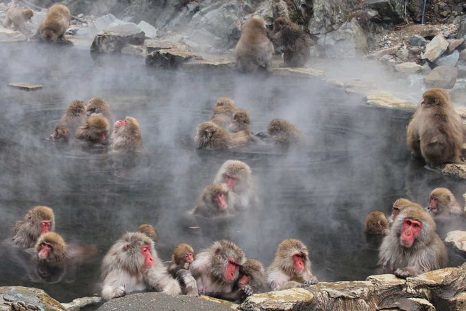 野猿公苑設有雪猴專用的泡湯池。(圖片來源／guide.travel.co.jp )