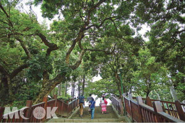 台南公園裡有許多需要時間慢慢養成的老樹。（圖片提供／TRAVELER Luxe旅人誌）