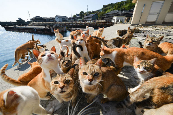 愛媛縣青島被譽為是讓貓奴癡迷的樂園。(圖片來源／big5.news）