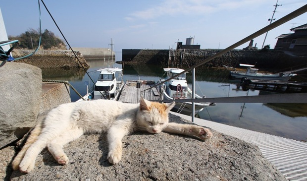 愛媛縣青島每天有兩班渡輪來回。圖為小貓舒服的在青島碼頭邊休息模樣。(圖片來源／big5.news）