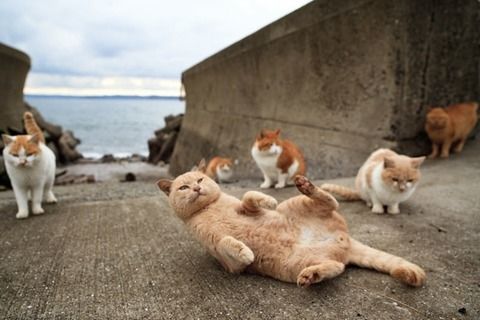 島上貓咪生活自然愜意模樣相當可愛。(圖片來源／big5.news）