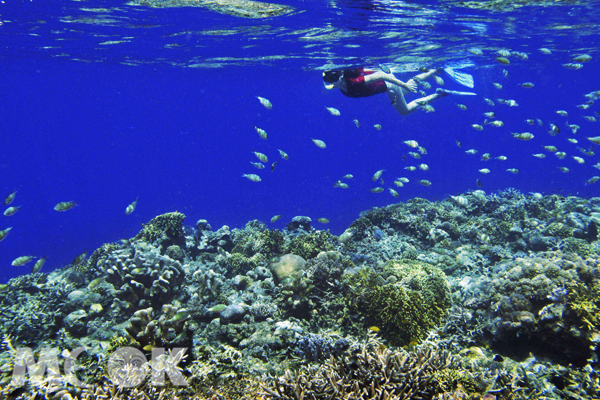 美娜多的純淨海水，被世界個潛水協會組織評定為比大堡礁、帛琉更優質的海域。(圖片提供／新航）