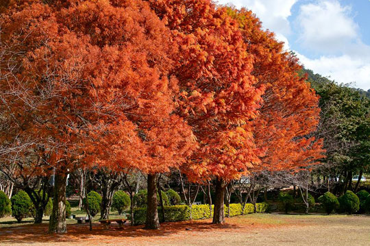 深秋時節，奧萬大諾大的楓林一片紅，景致相當迷人。(圖片來源／奧萬大森林遊樂園）