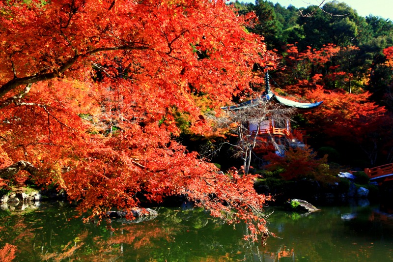 小橋、古寺、紅葉宛如一幅美畫。(圖片來源／blog.goo.ne.jp）