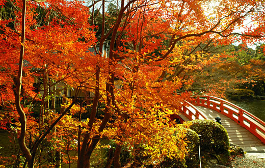 池間小橋，在一片紅葉包覆中如詩如畫。(圖片來源／daigoji）