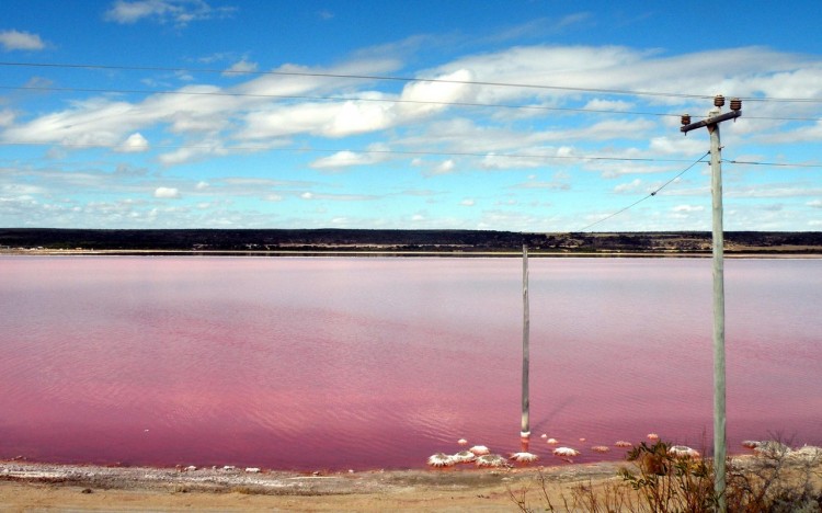 玫瑰湖粉紅色的湖面非常夢幻相較於記憶中藍綠色湖水的印象非常不同。(圖片來源／worldfortravel）