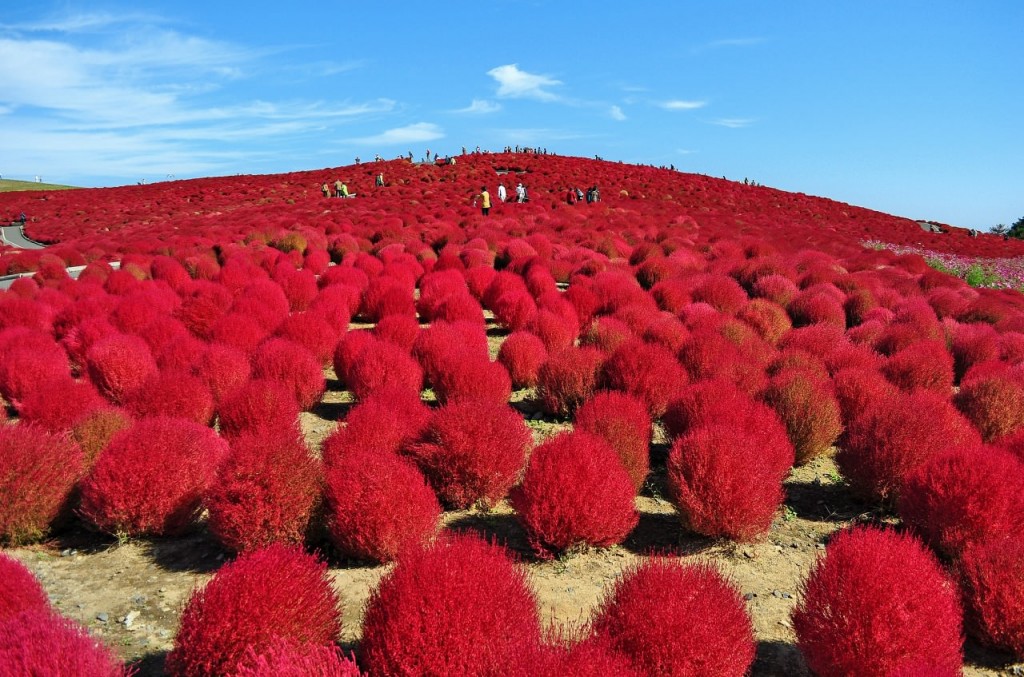 秋天的掃帚草將整座山丘燒得火紅。（圖片來源／國營ひたち海浜公園）