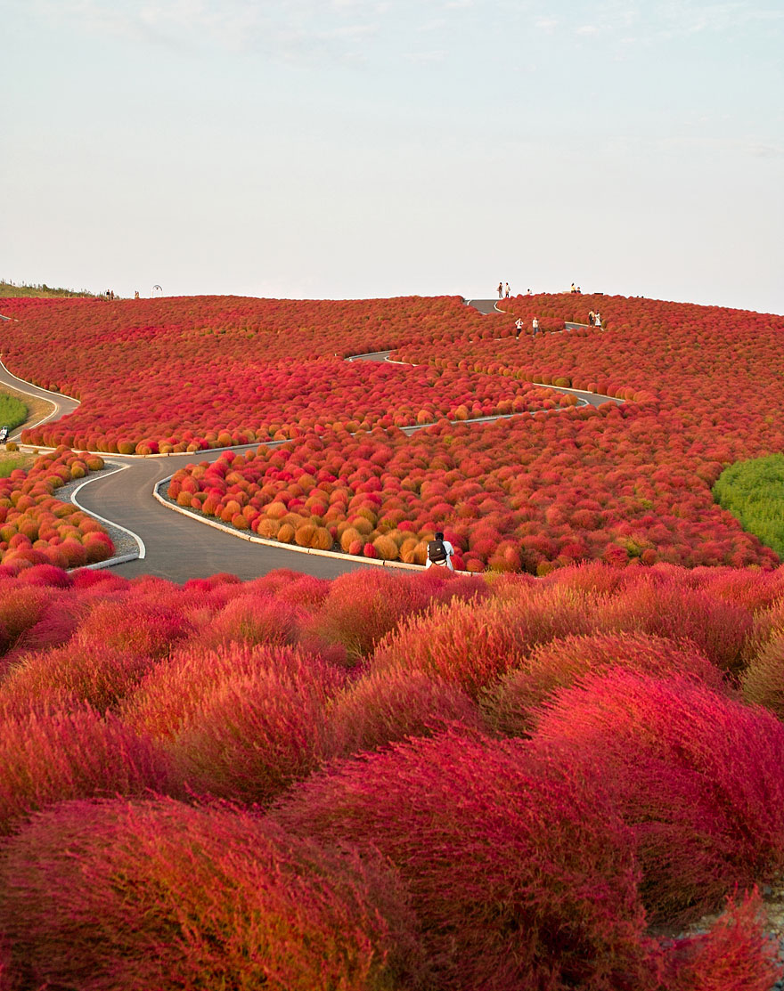 滿山遍野火紅的掃帚草，曾經入選為超現實美景之一。（圖片來源／imgur）