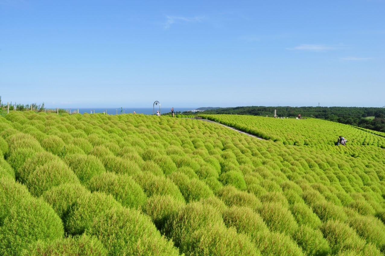 黃綠色的模樣搭配藍天，很有春夏的氣息。（圖片來源／國營ひたち海浜公園）