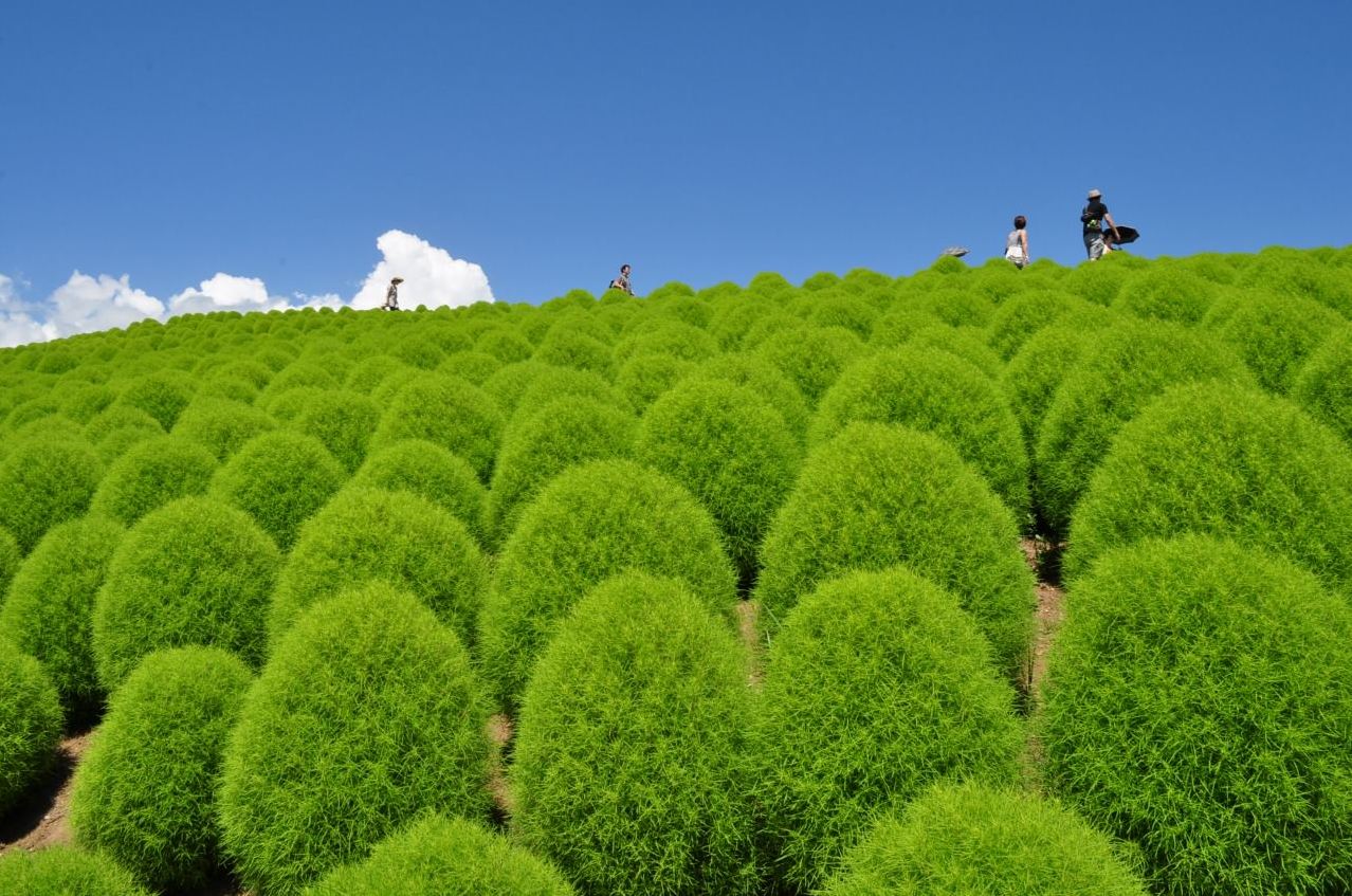 搭配藍天白雲，簡單純粹的顏色就是最美的風景。（圖片來源／國營ひたち海浜公園）