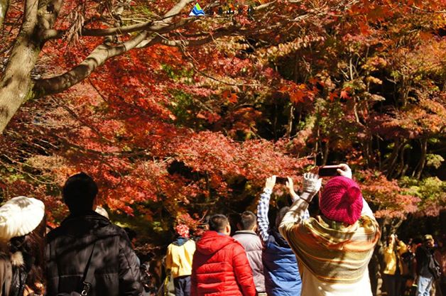 福壽山是近期相當樂門的賞楓景點。(圖片來源／福壽山農場粉絲團）