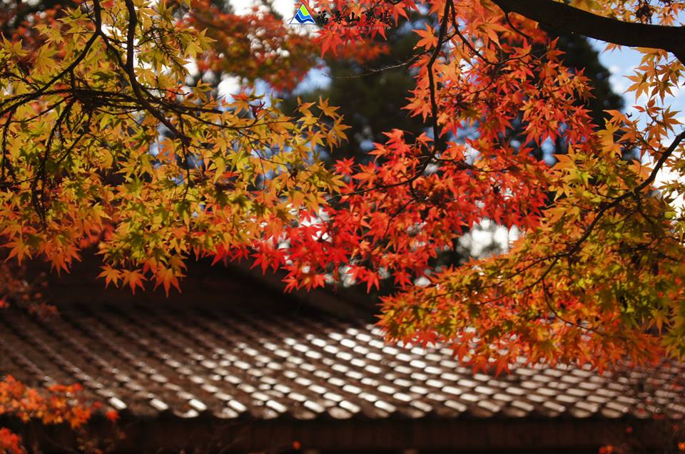 福壽山楓葉美景，相當動人。(圖片來源／福壽山農場粉絲團）