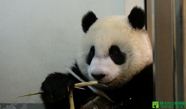 團團圓圓同步邁向10歲，台北市立動物園準備慶生派對為團團員源慶生。(圖片來源／台北市立動物園)