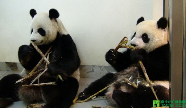 團團圓圓悠哉吃工作人員準備的竹葉。(圖片來源／台北市立動物園)