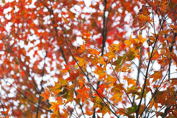 熊空的秋天楓葉也相當美麗。(圖片來源／台灣農林熊空茶園粉絲團）