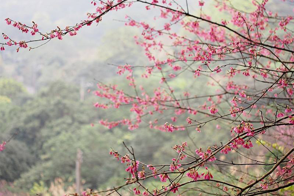 熊空山櫻花。(圖片來源／台灣農林熊空茶園粉絲團）