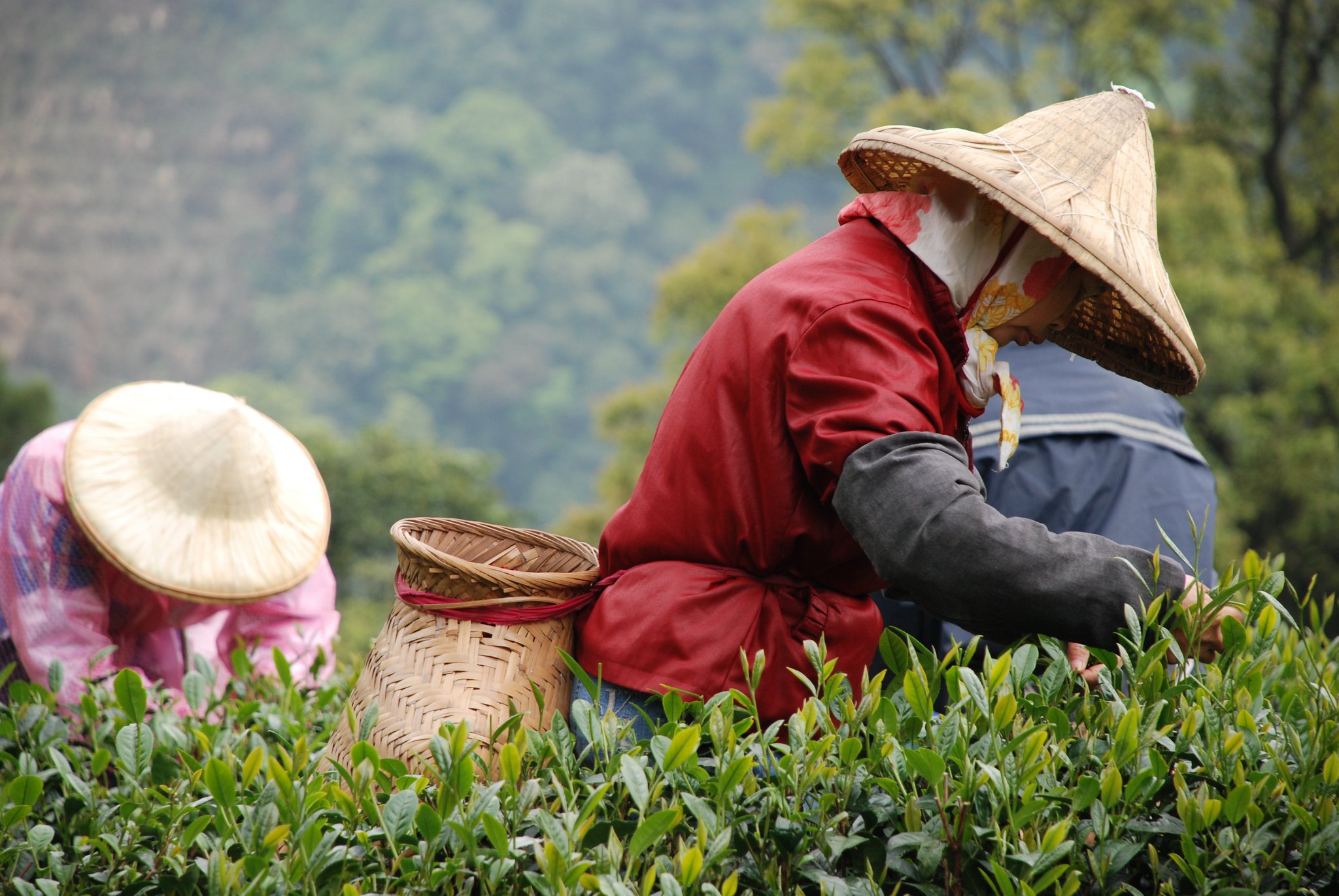 看著茶農溫柔細心的採茶，是最美的人文風景。(圖片來源／台灣農林熊空茶園粉絲團）