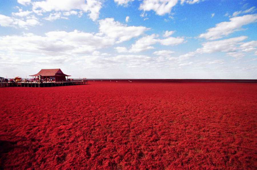 紅沙灘是全球面積最大的濕地。(圖片來源／absolutechinatours）