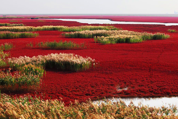 大片的紅色渲染了土地。(圖片來源／musetheplace）