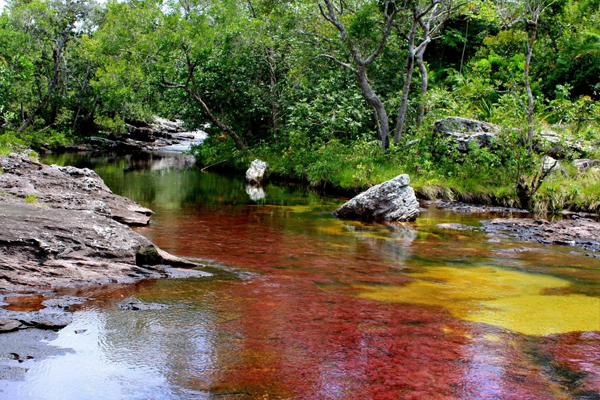 Cano Cristales 河流又稱彩虹河，被譽為是世界上最美的河流。(圖片來源／letslivealife）