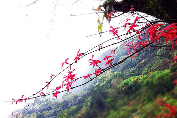 台北奧萬大不只秋季能夠賞楓，春天也能賞盡浪漫楓紅。(圖片來源／台北奧萬大粉絲團）