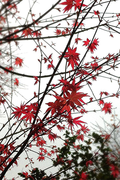 紅色的槭楓是秋天最美麗的顏色。(圖片來源／台北奧萬大粉絲團）