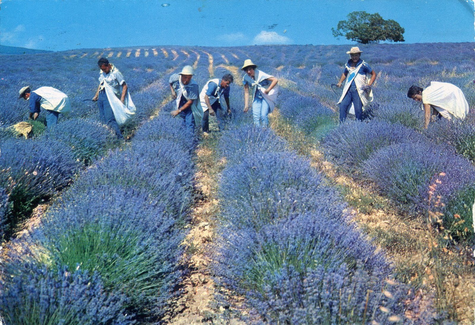 農人採著薰衣草花，充滿南法風情的人文美景。(圖片來源／mostbeautifulplacesintheworld）