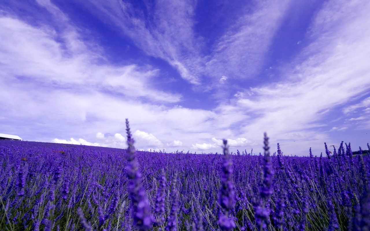 紫色薰衣草海洋與天空並排成兩種浪漫想像。(圖片來源／iwallhd）