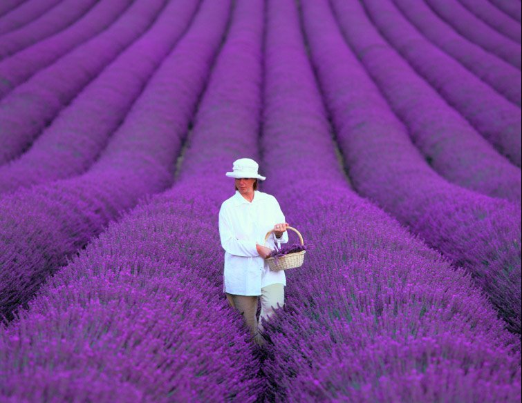 農人採的薰衣草花，充滿南法風情的人文美景。(圖片來源／mostbeautifulplacesintheworld）