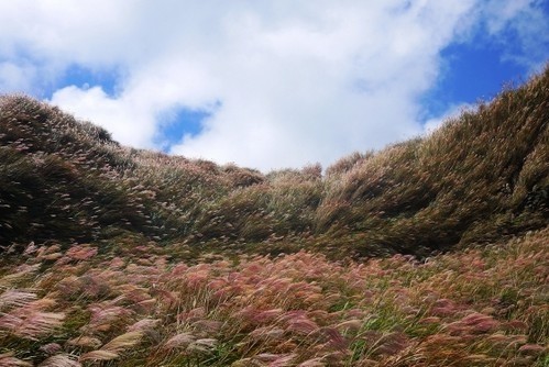 芒花銀波遍佈山谷間，非常浪漫。(圖片來源／陽明山國家公園)