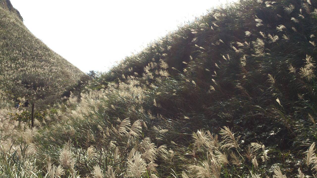 初秋的芒花，像是一片銀色波浪擺動於山谷間。(攝影／廖啟佑）