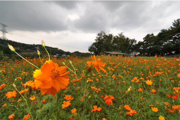 貓空樟樹步道波斯菊花海。(圖片來源／台北市工務局)