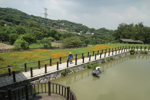 貓空樟樹步道波斯菊花海。(圖片來源／台北市工務局)