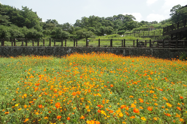 貓空樟樹步道波斯菊花海。(圖片來源／台北市工務局)