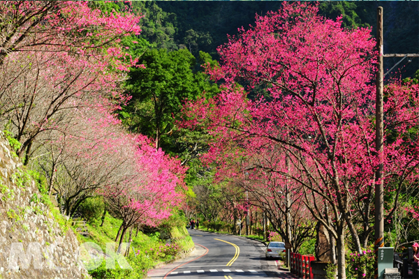 環山路櫻花景。(圖片提供／新北市觀光局）