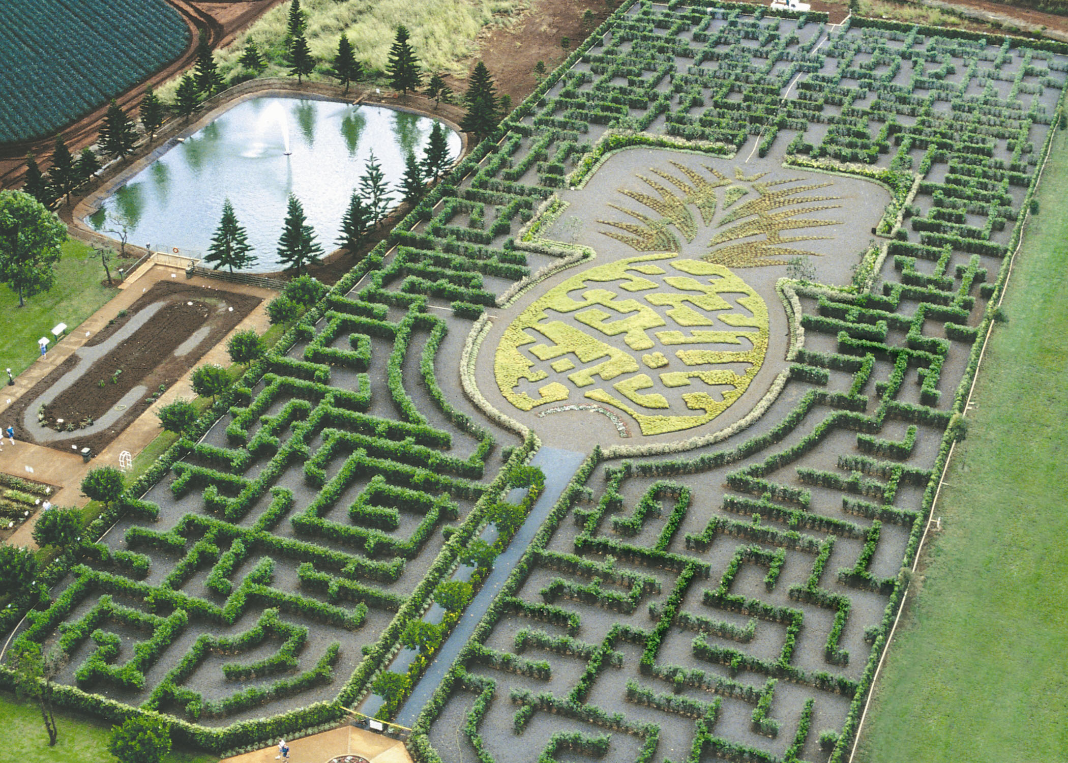 鳳梨花園迷宮。(圖片來源／hawaiiactive）