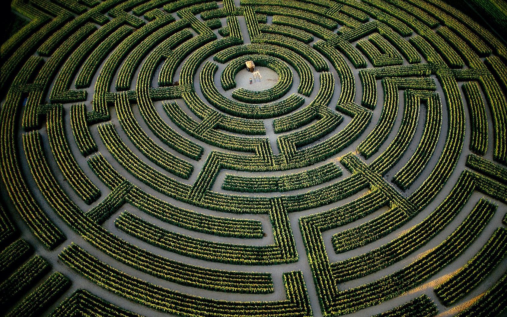 Reignac-sur-Indre Maze是世界最大的迷宮，裡頭種滿了向日葵。(圖片來源／artwallpaper）
