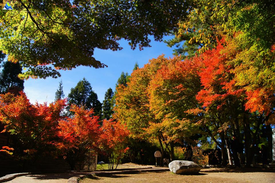 福壽山農場面積廣闊，楓樹眾多，相當適合假日時前往賞楓。(圖片來源／福壽山農場粉絲團）