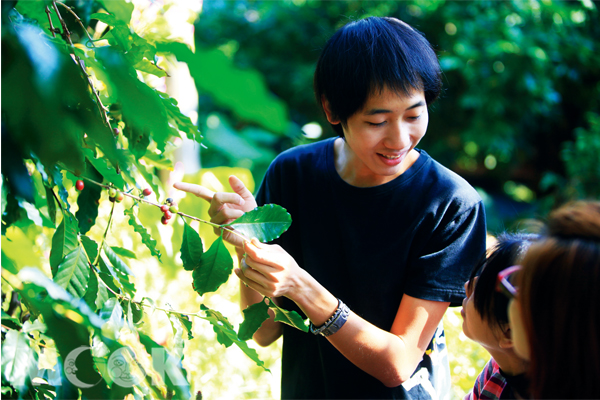 秋冬咖啡盛產時節，可以來仙湖農場體驗採豆樂趣。(圖片提供／墨刻編輯部)