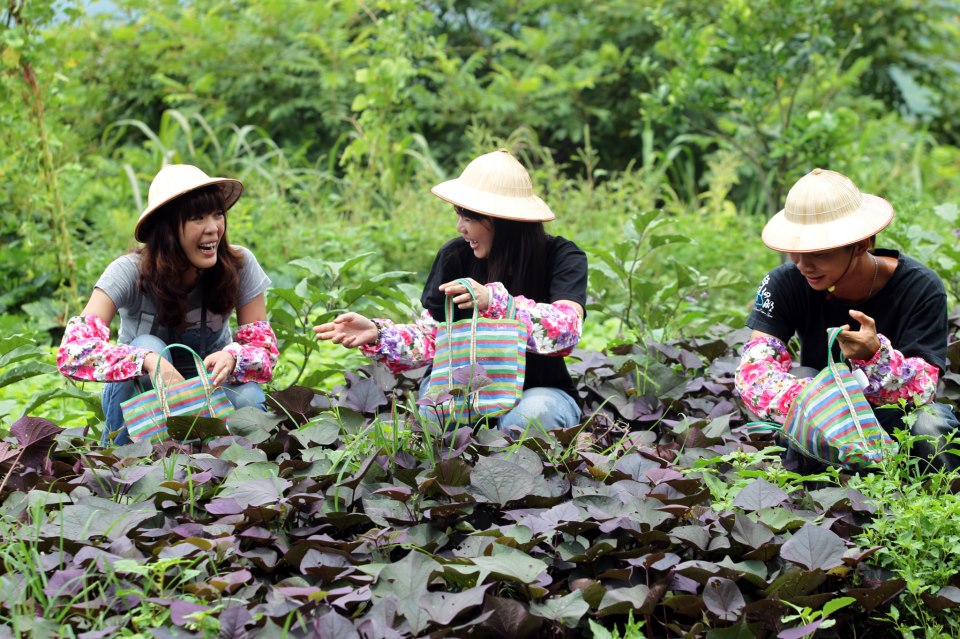 仙湖農場提供體驗農作套裝行程，讓旅客體驗田園樂。(圖片來源／仙湖農場官方粉絲團)